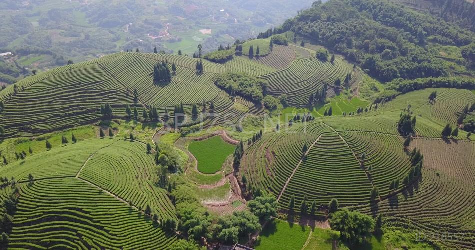 航拍 鸟瞰4K茶山 素材实拍 茶叶 茶文化 大气 茶山