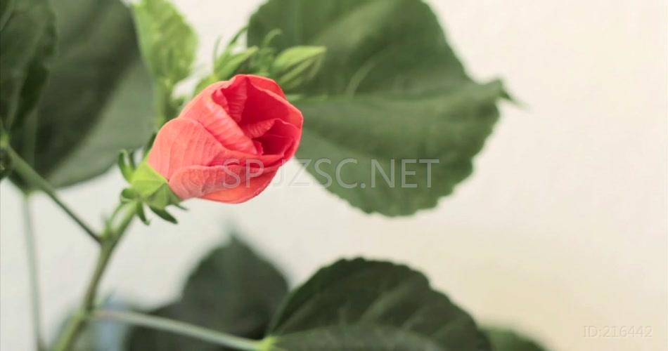 开花花开过程植物快速生长绽放视频素材