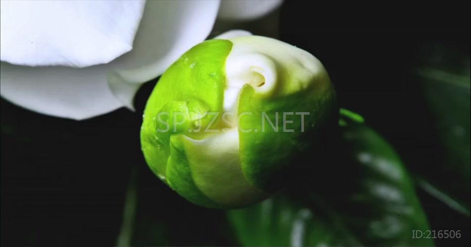 特写唯美花开栀子花开延时摄影视频素材