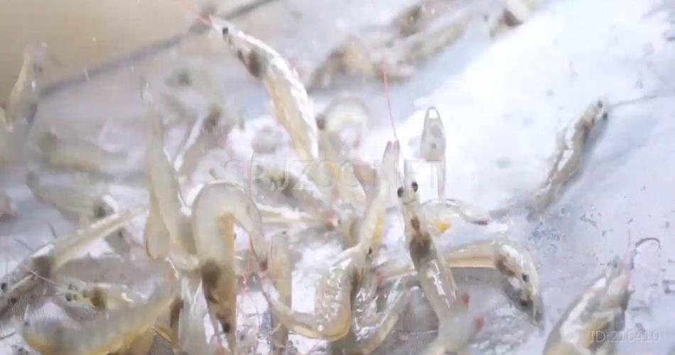 海鲜虾水产养殖捕捞视频素材