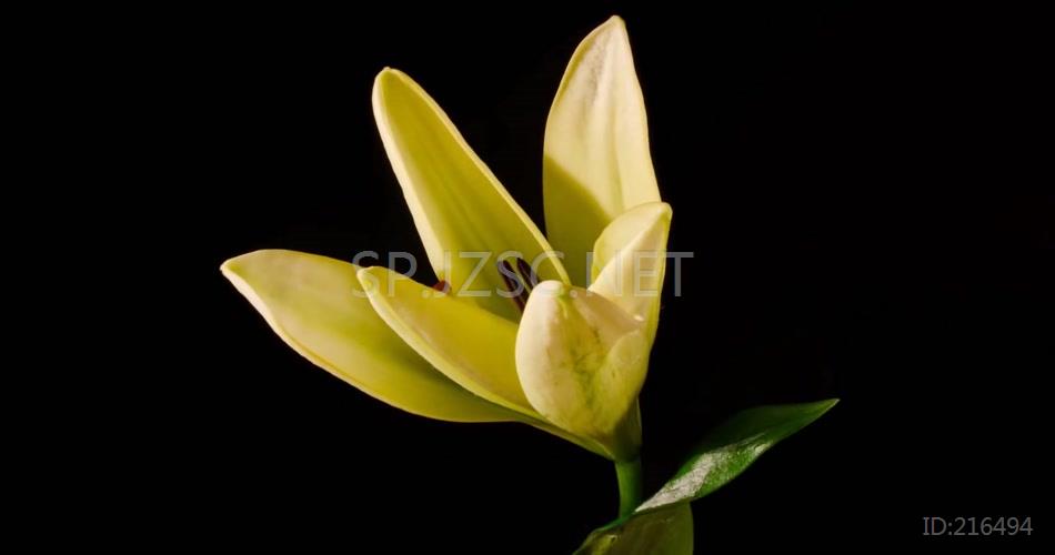 春季春天茉莉花盛开绽放高清视频素材