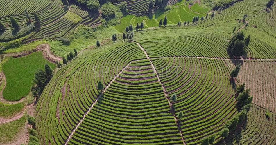 航拍 鸟瞰4K茶山 素材实拍 茶叶 茶文化 大气 茶山