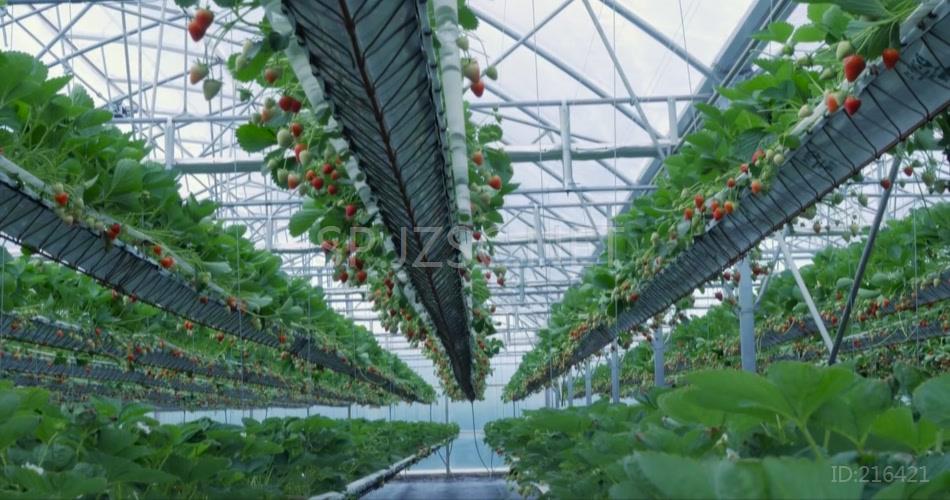 蔬菜大棚高科技种植园采摘园草莓采摘实拍视频素材