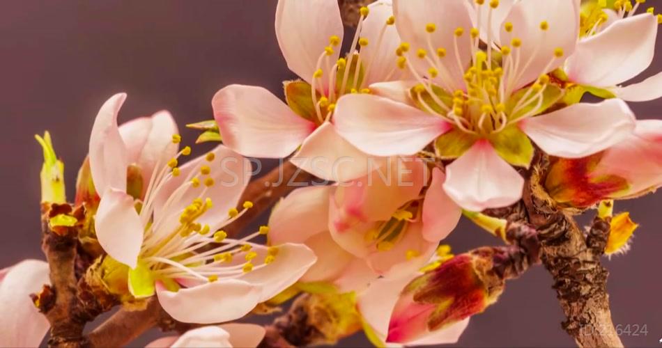 小清新春暖花开花朵特写延时视频素材