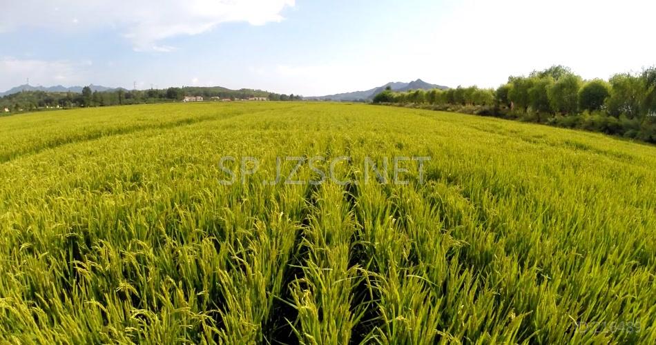 航拍稻田水稻延时农业视频素材平原高清宣传片水稻之乡延时 (1)
