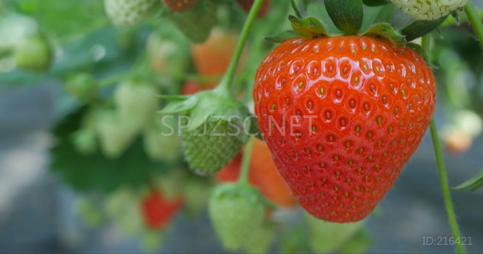 蔬菜大棚高科技种植园采摘园草莓采摘实拍视频素材
