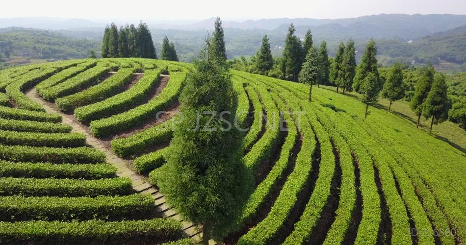 航拍 鸟瞰4K茶山 素材 风景 风光 大气 (1)