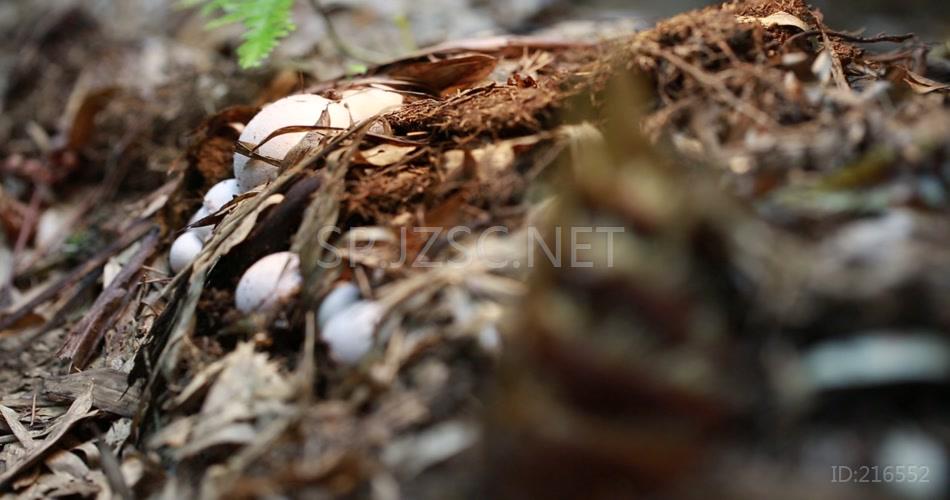 林下产业 竹荪蛋 竹荪 养殖 林竹 竹林 高清视频素材 实拍 竹林产业 竹笋