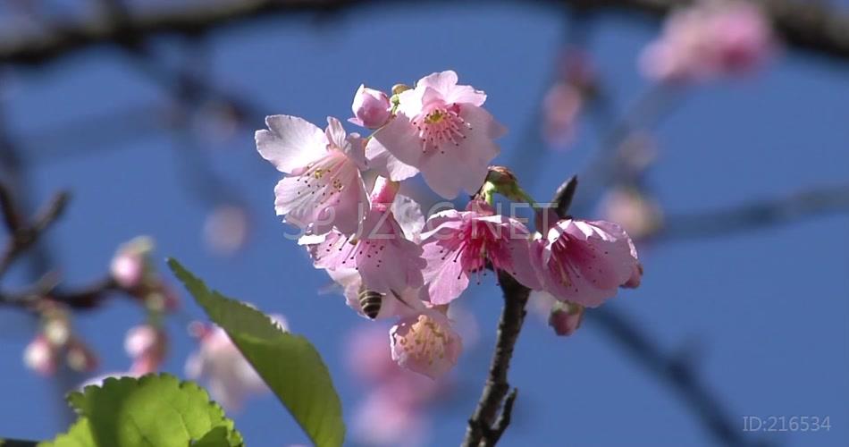 桃花艳丽高清