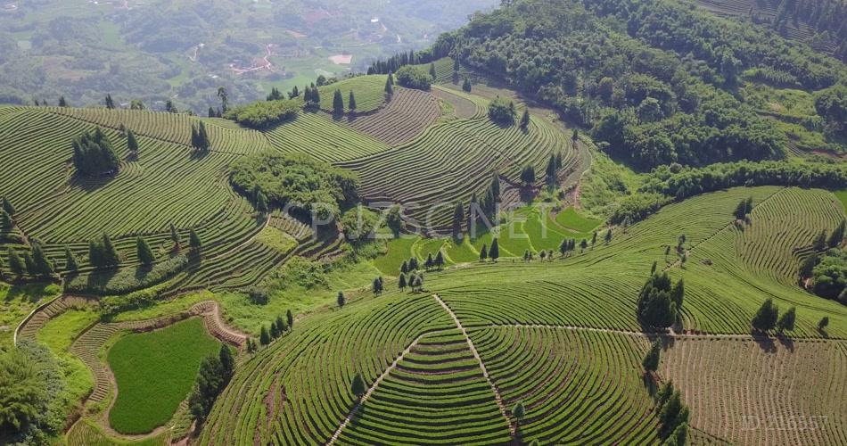 航拍 鸟瞰4K茶山 素材实拍 茶叶 茶文化 大气 茶山