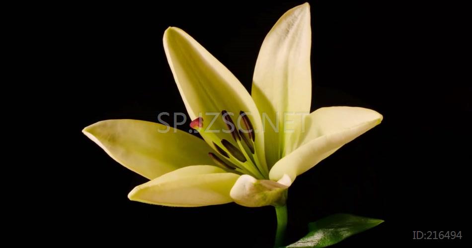 春季春天茉莉花盛开绽放高清视频素材