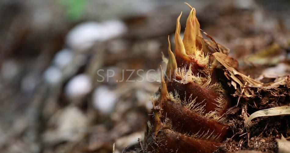 林下产业 竹荪蛋 竹荪 养殖 林竹 竹林 高清视频素材 实拍 竹林产业 竹笋