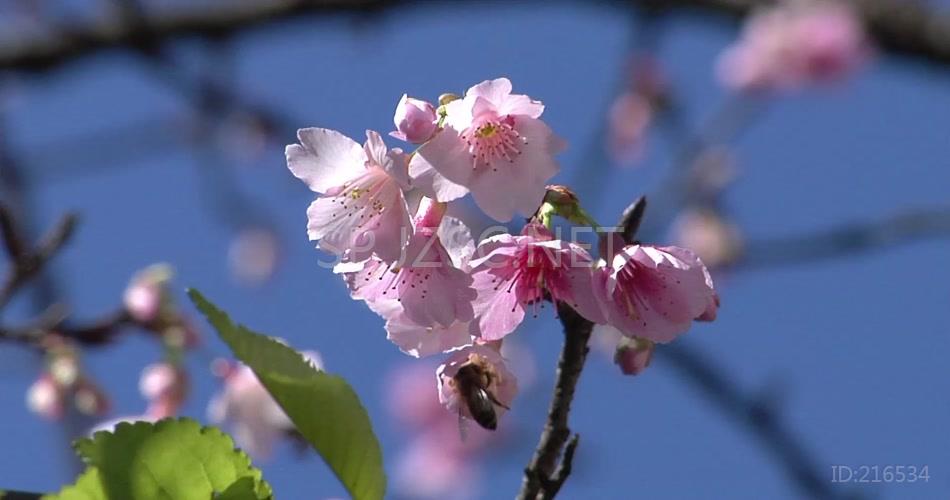 桃花艳丽高清