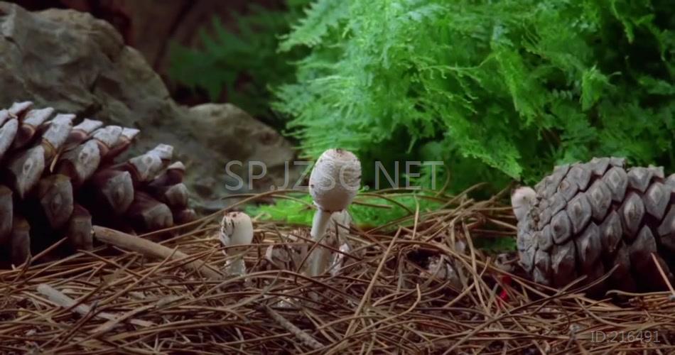 神奇的菌菇蘑菇生长植物生长延时拍摄