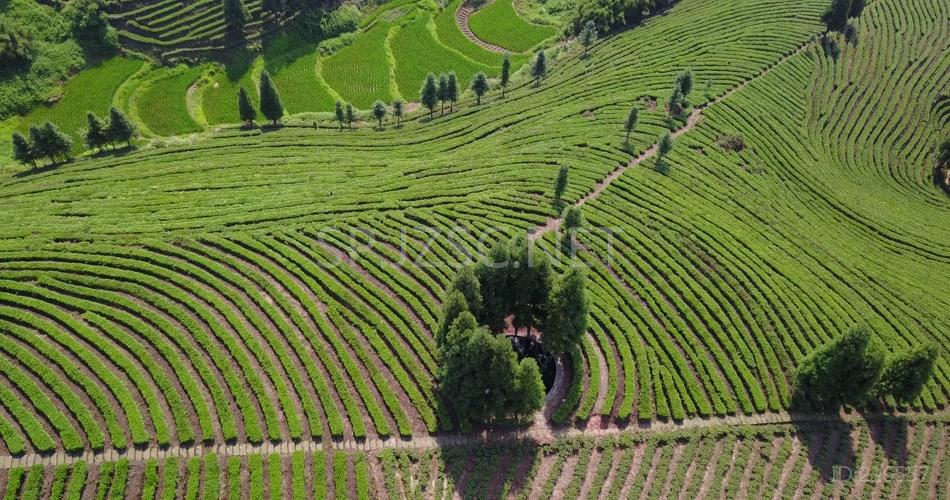 航拍 鸟瞰4K茶山 素材实拍 茶叶 茶文化 大气 茶山