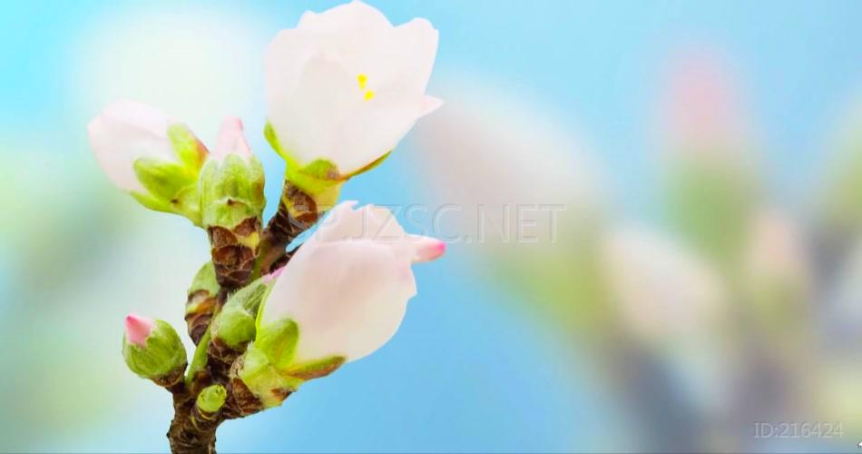 小清新春暖花开花朵特写延时视频素材