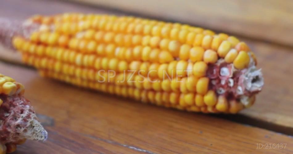玉米地玉米农业种植粮食