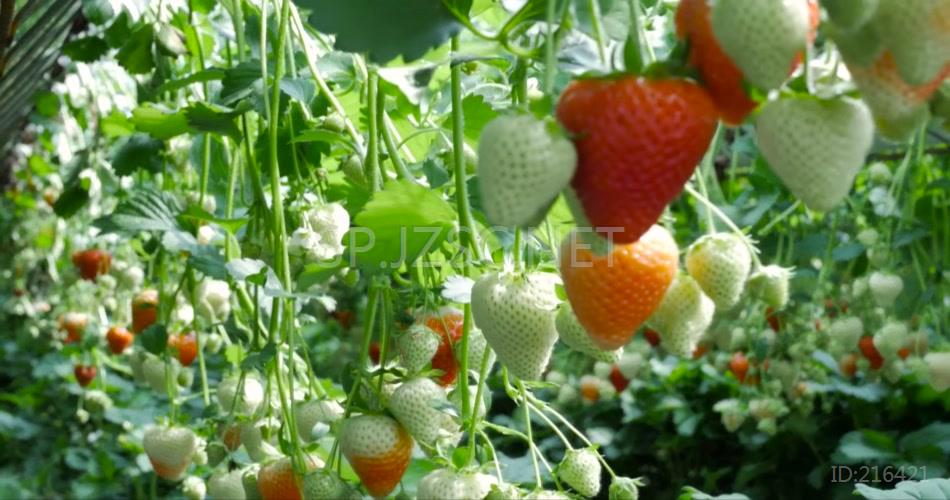 蔬菜大棚高科技种植园采摘园草莓采摘实拍视频素材