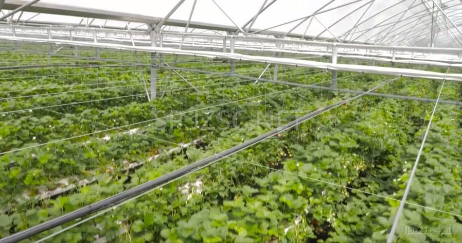 蔬菜大棚高科技种植园采摘园草莓采摘实拍视频素材