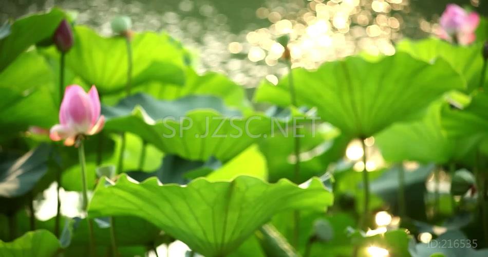 荷花夕阳唯美