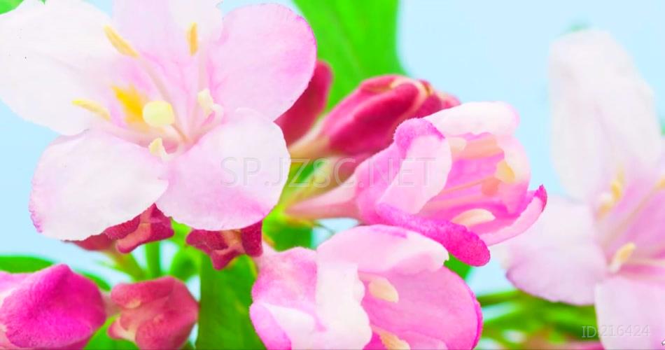 小清新春暖花开花朵特写延时视频素材
