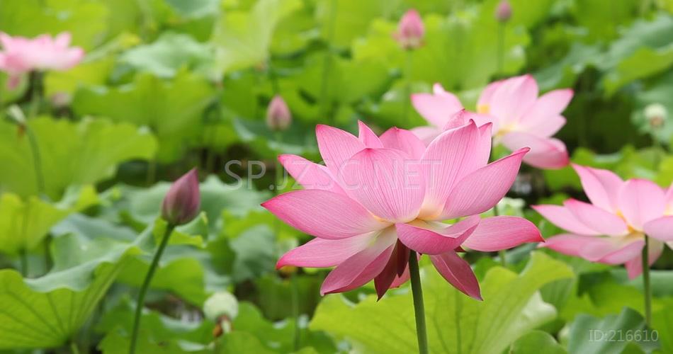荷花拍摄