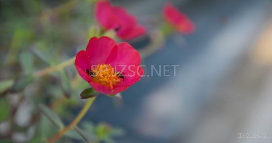 万物生长季节花园花丛鲜花盛开蜜蜂