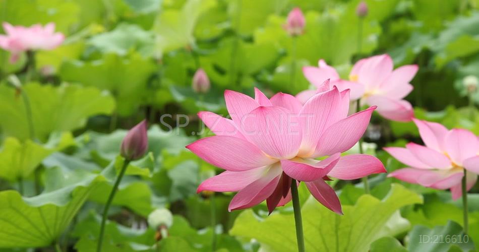 荷花拍摄