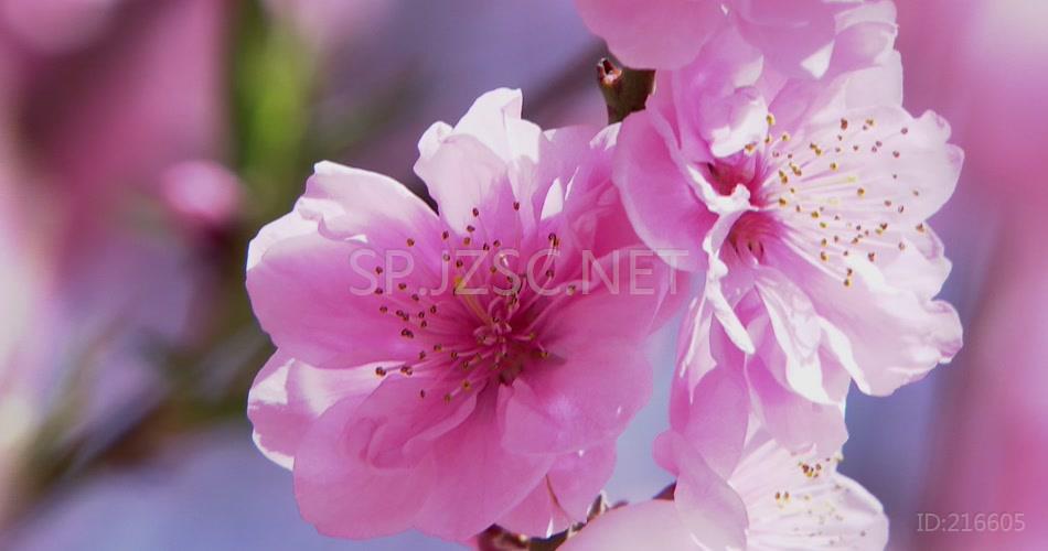 春天桃花 桃花特写桃花盛开春色 春天