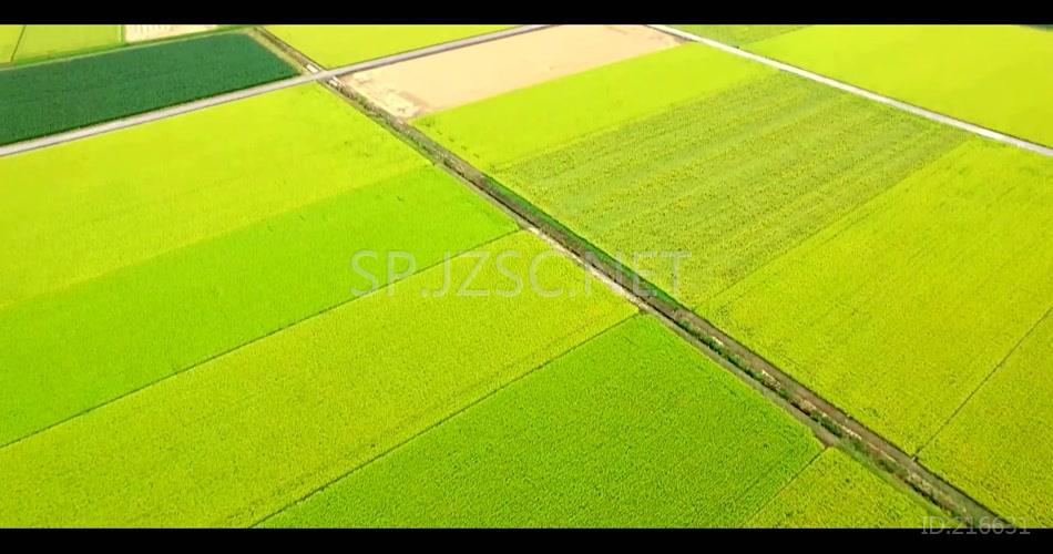 翠绿稻田水稻丰收季节航拍实拍高清视频素材
