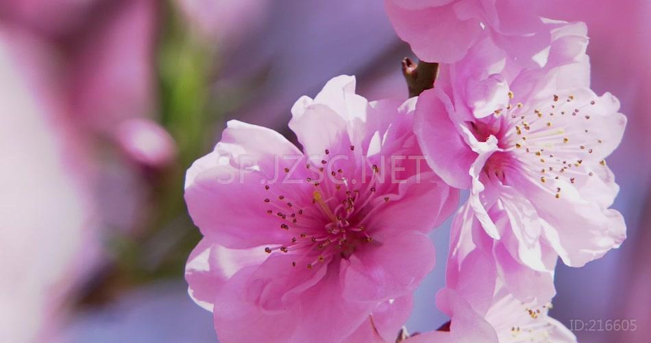 春天桃花 桃花特写桃花盛开春色 春天