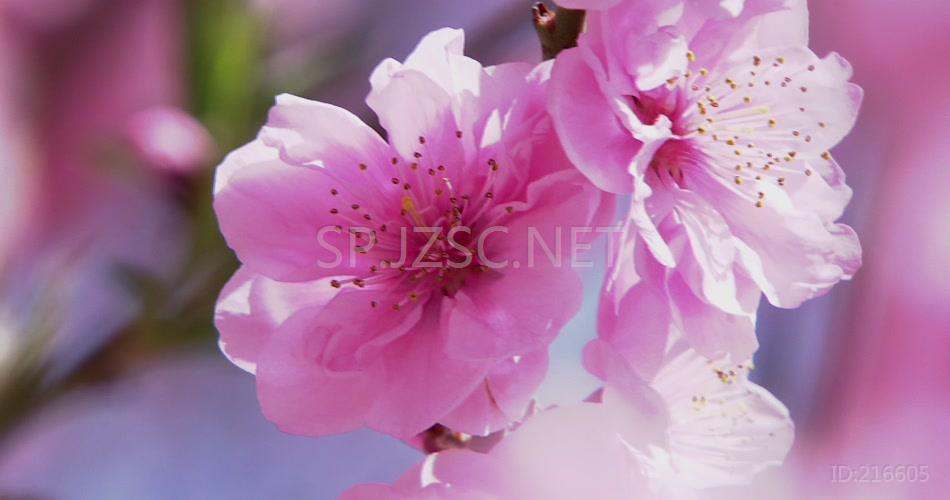 春天桃花 桃花特写桃花盛开春色 春天