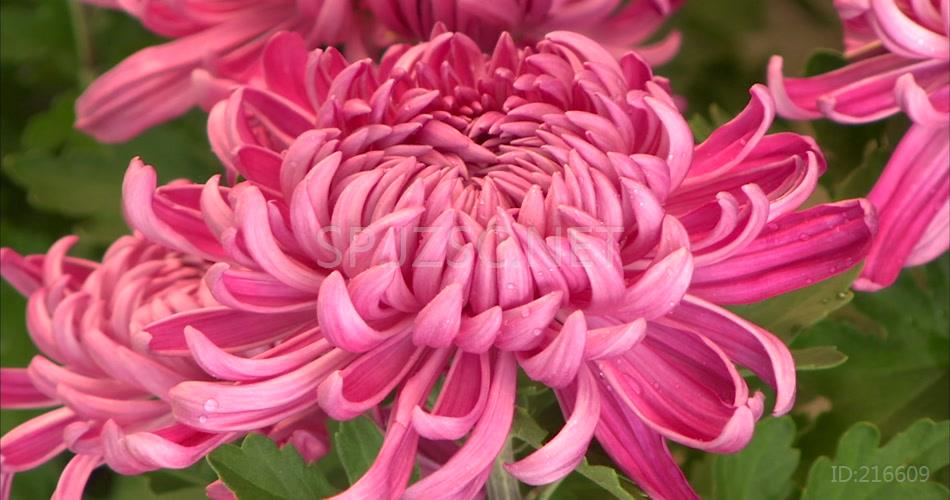 菊花特写花卉各种花卉菊花花瓣
