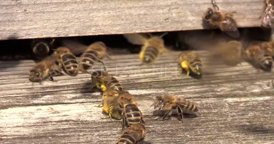 勤劳蜜蜂飞来飞去进出蜂巢忙碌采蜜昆虫姿态特写高清视频实拍