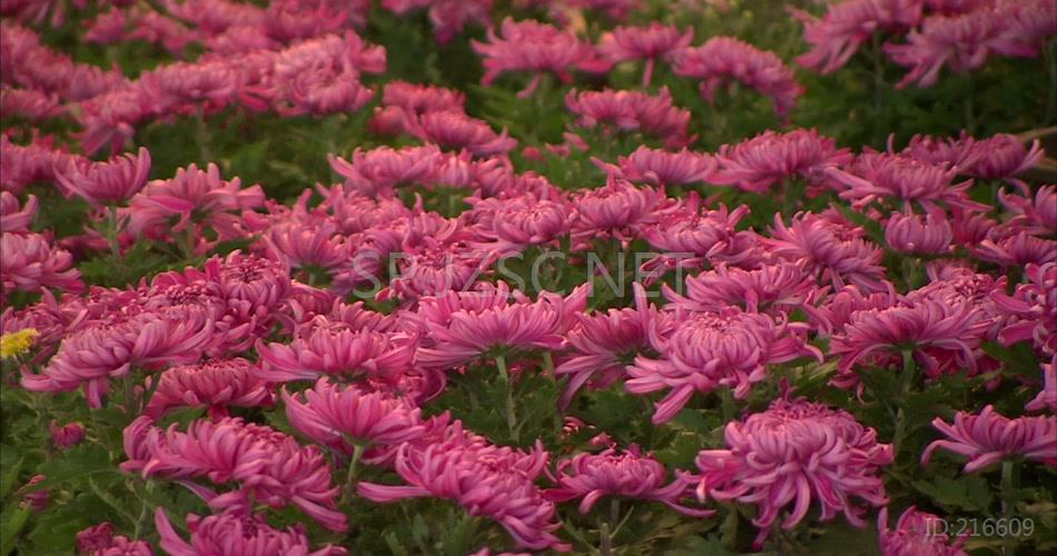 菊花特写花卉各种花卉菊花花瓣