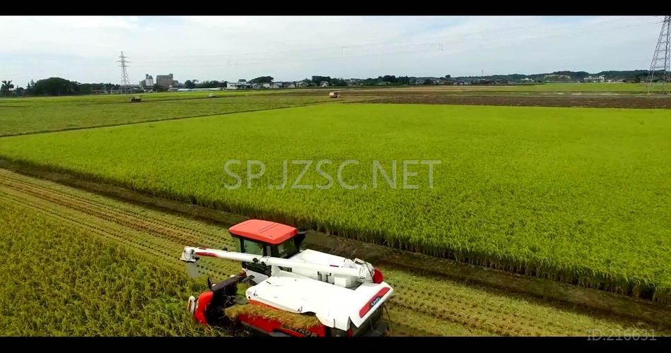 翠绿稻田水稻丰收季节航拍实拍高清视频素材