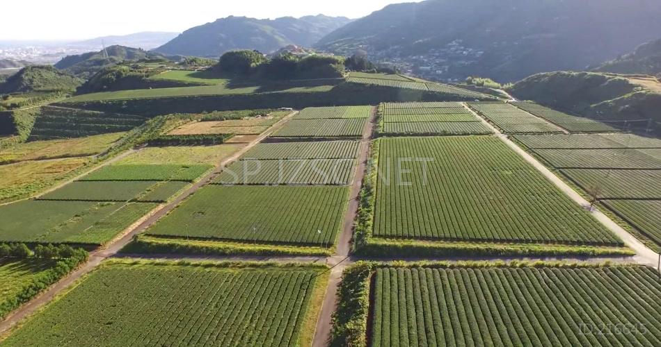 大自然翠绿茶园茶山唯美茶叶农场田野风光景色高清视频航拍