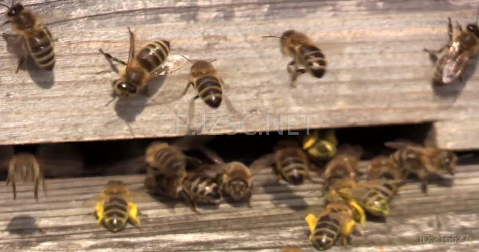 勤劳蜜蜂飞来飞去进出蜂巢忙碌采蜜昆虫姿态特写高清视频实拍