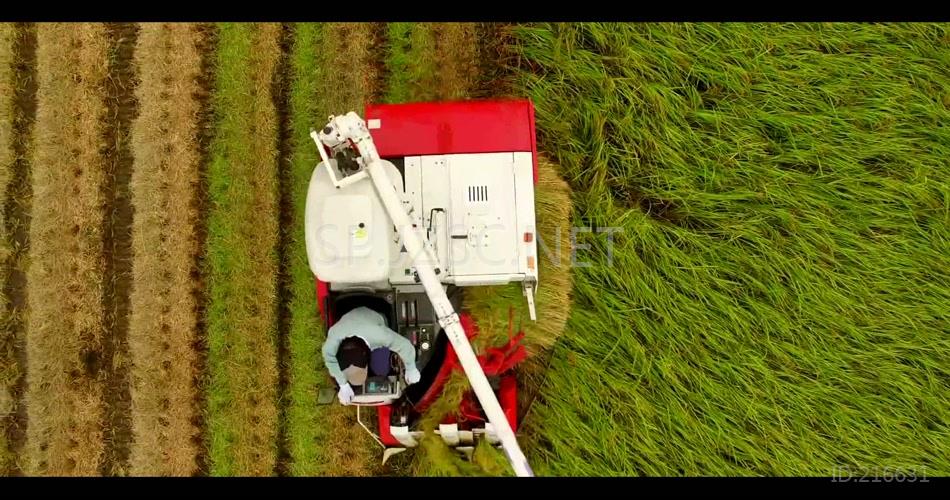 翠绿稻田水稻丰收季节航拍实拍高清视频素材