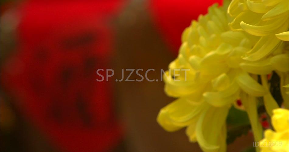菊花特写花卉各种花卉菊花花瓣