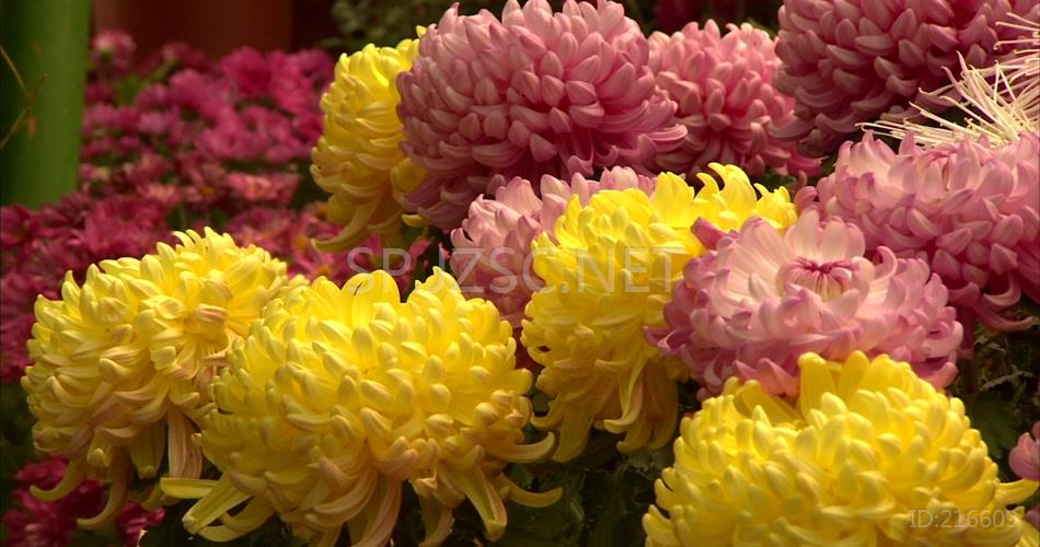 菊花特写花卉各种花卉菊花花瓣