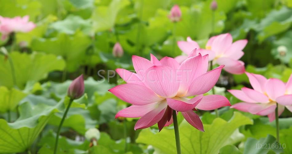 荷花拍摄