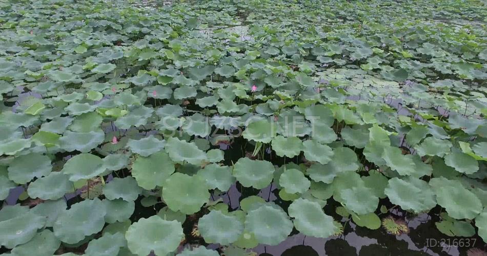 荷花 荷叶 荷塘 航拍视频素材 4K 超高清 宣传视频