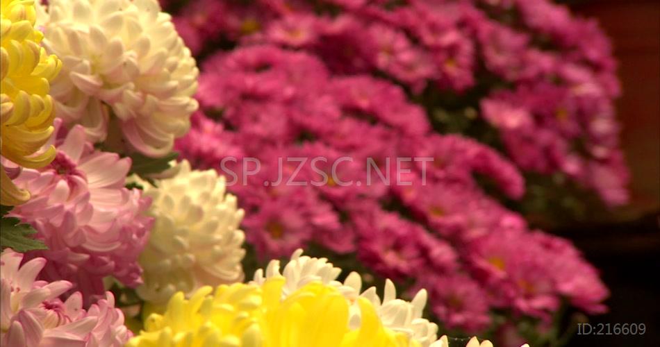 菊花特写花卉各种花卉菊花花瓣