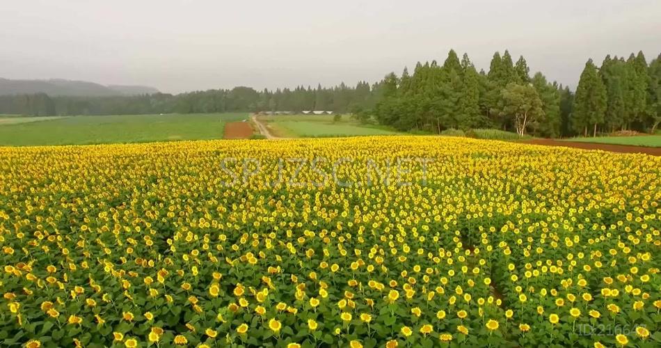 高清航拍向日葵田视频素材 农业风光 太阳花 葵花