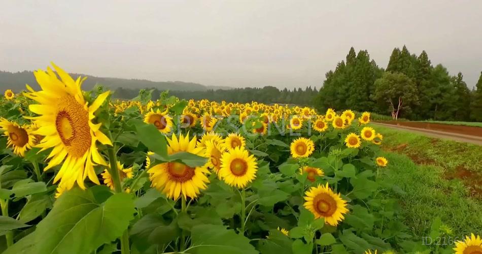 高清航拍向日葵田视频素材 农业风光 太阳花 葵花