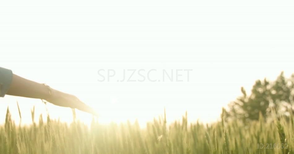 唯美金色麦浪美女手扶意境led背景视频