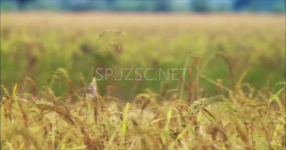 实拍科技种植水稻丰收高清宣传片背景视频 (1)