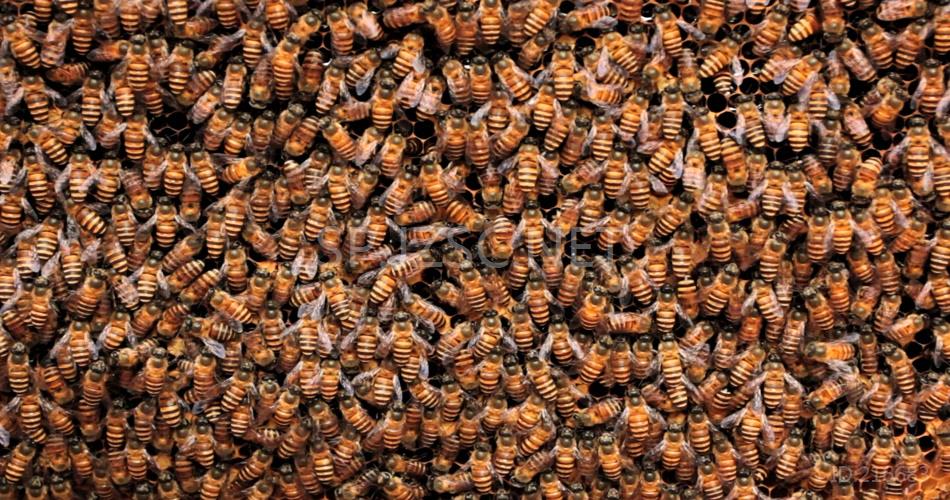 成堆蜜蜂
