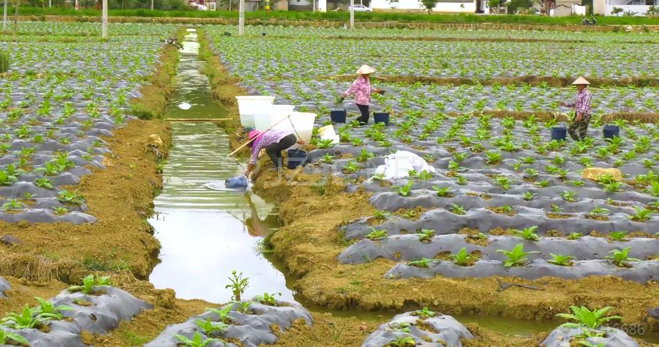 农民挑水灌溉农田高清实拍视频素材